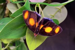 Amazing-Butterflies-10