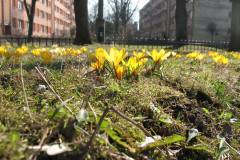 22-11-2021 Akcja Krokus ponownie
