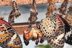 26-Mariposario-motyle-wykluwaja-sie-z-poczwarek