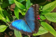 27-Mariposario-motyle