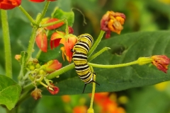 29-Mariposario-kazdy-motyl-byl-kiedys-gasienica