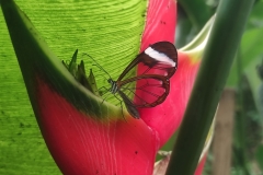 30-Mariposario-motyle