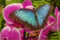 31-Mariposario-motyle
