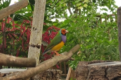 32-Mariposario-amadyna-wspaniala